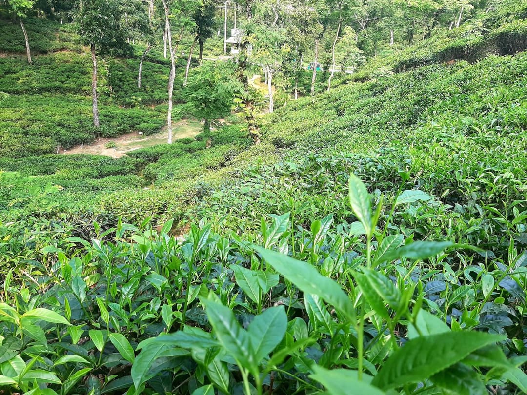 Sylhet Tea & Haors — photo 1