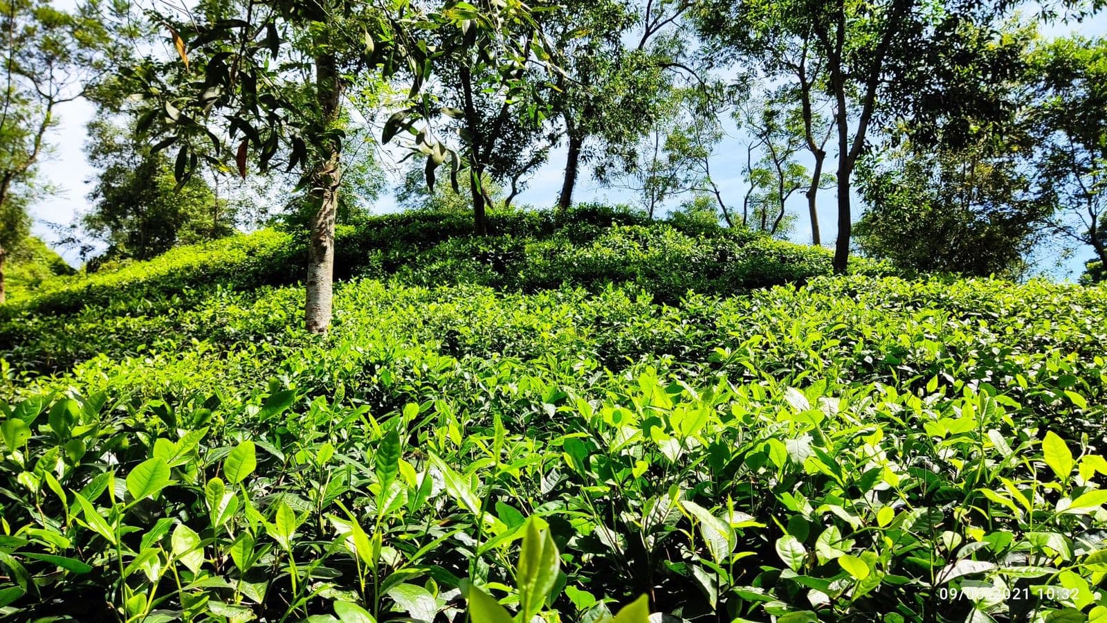 Sylhet Tea & Haors