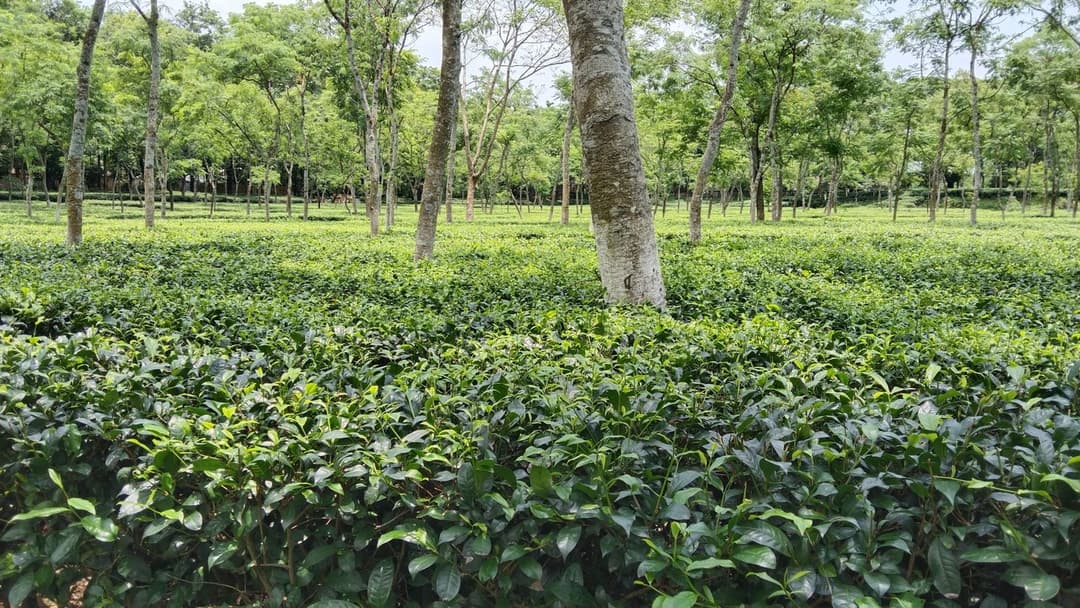 Sylhet Tea & Haors — photo 2