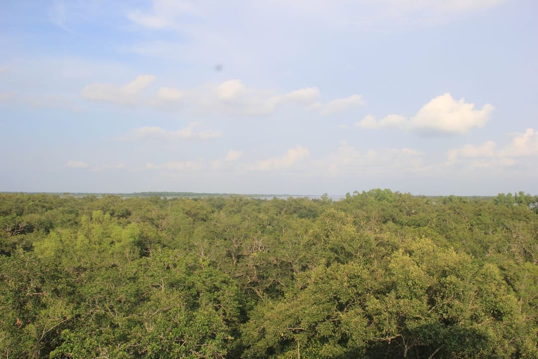 Sundarbans Three-Night Cruise — photo 2
