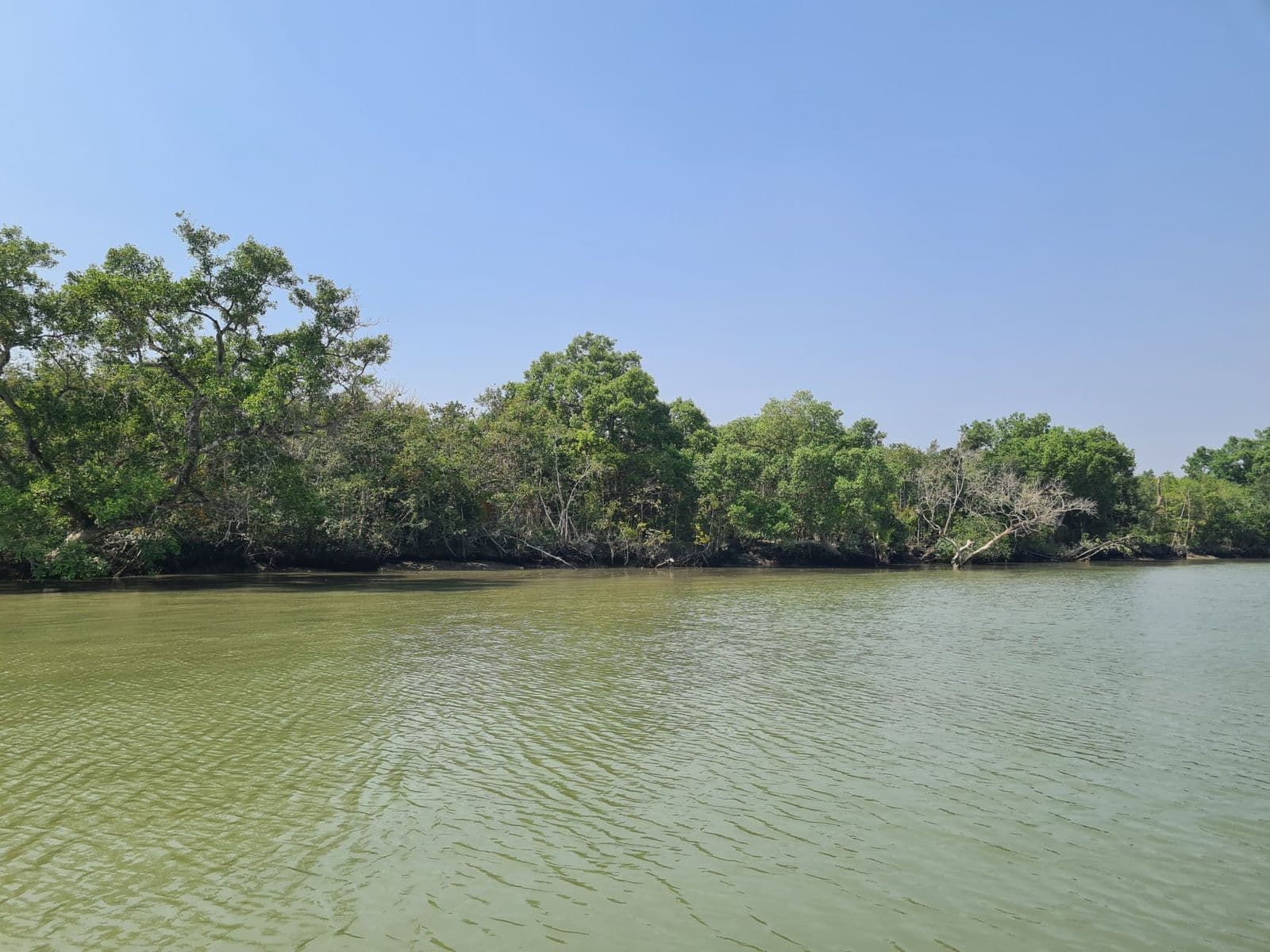 The Sundarbans