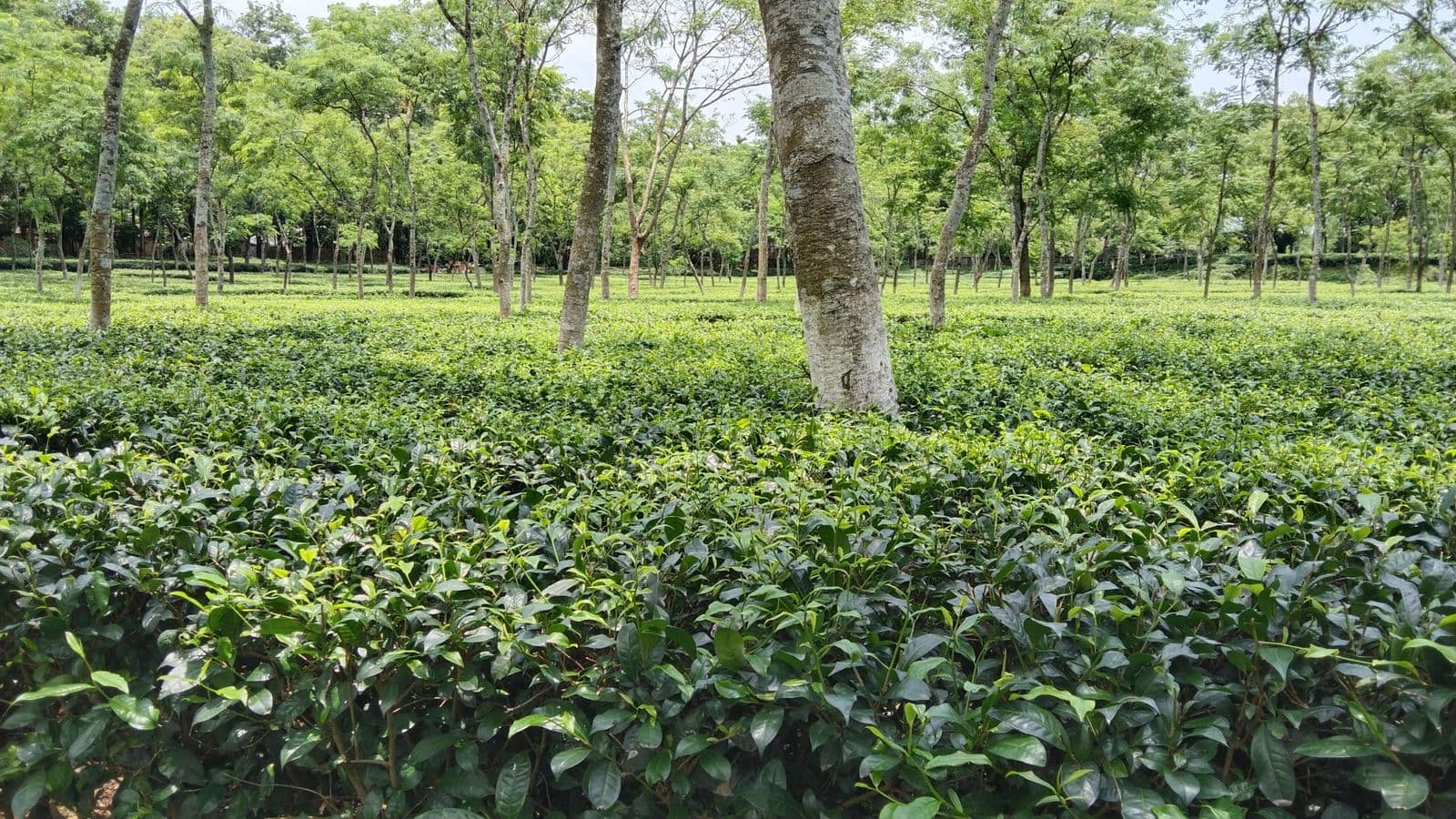 Sylhet